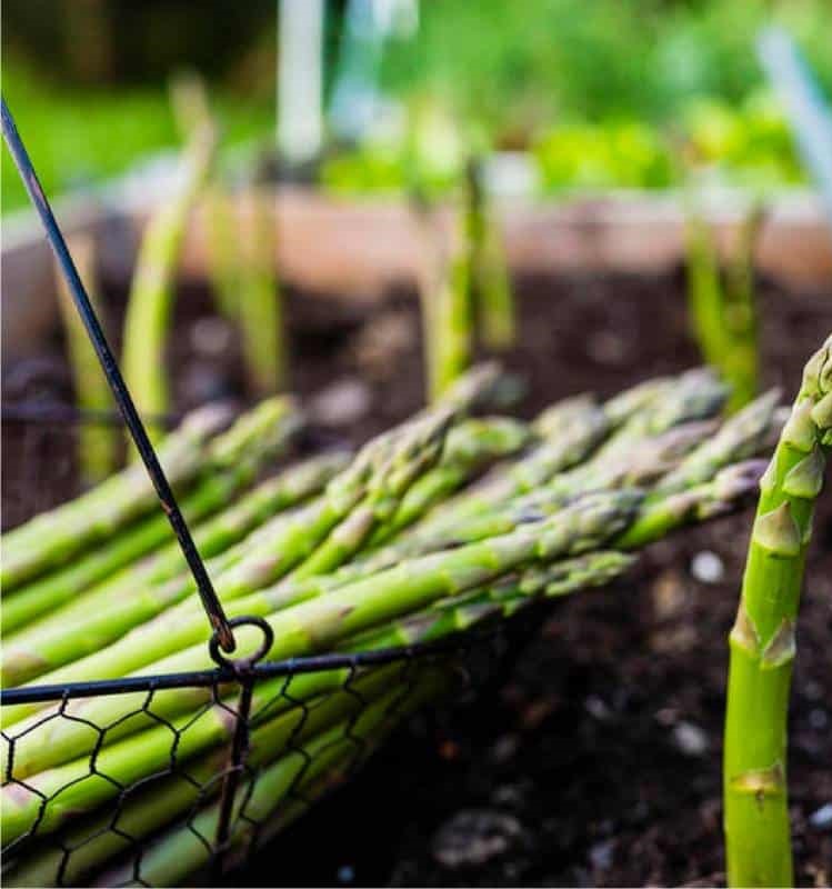 Asparagi come cucinarli